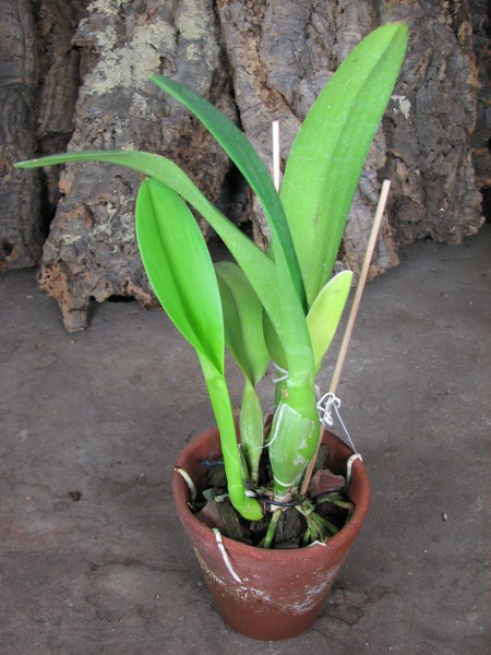 Laeliocattleya Shirayukihime 'M' (Tokyo Magic x Mildred Rives).JPG
