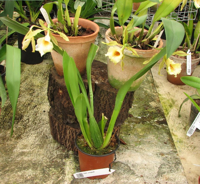 Odontoglossum crispum.JPG