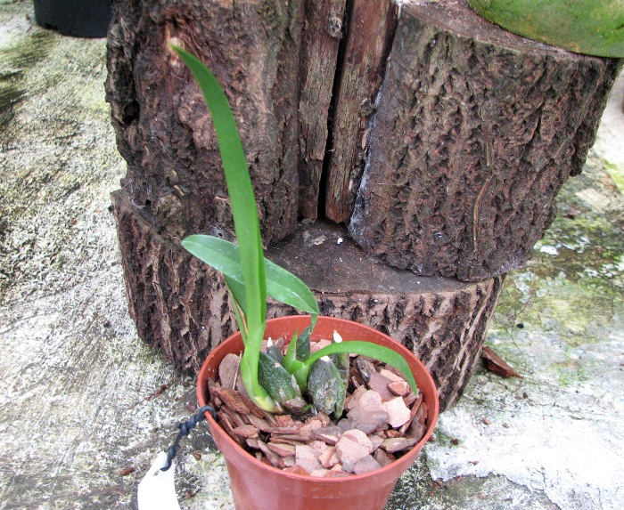 Rhynchostele cervantesii.JPG