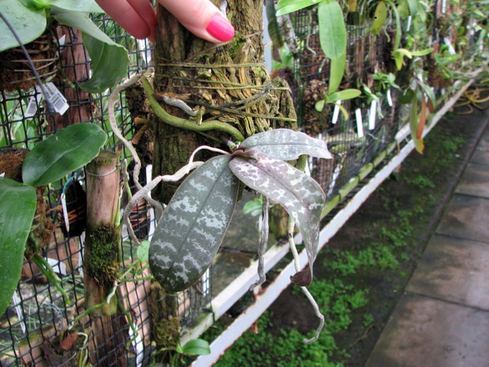 Phalaenopsis schilleriana.JPG