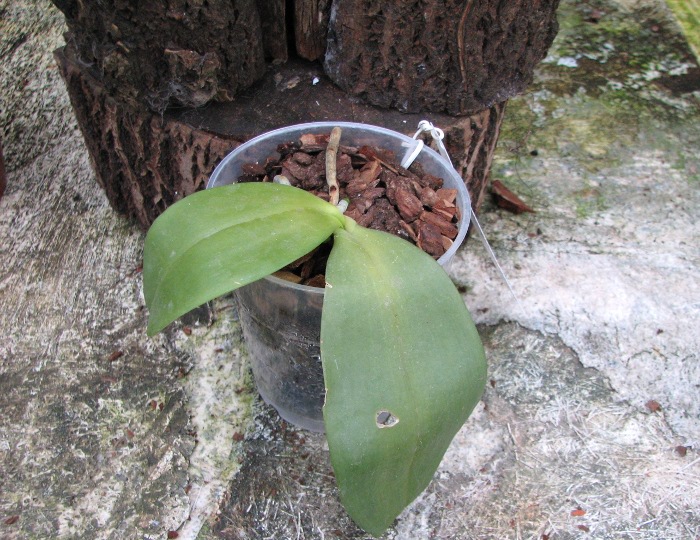 Phalaenopsis Jade Gold (gigantea x venosa).JPG