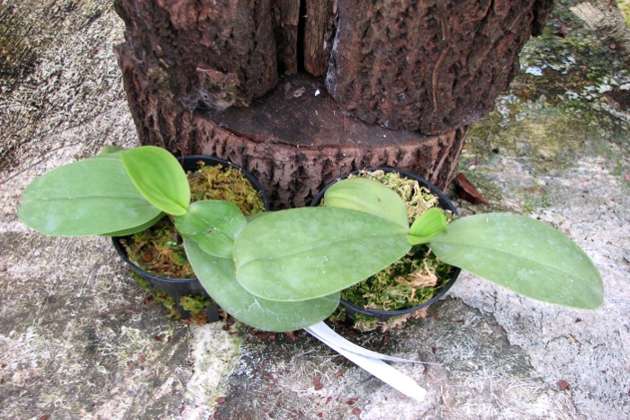 Phalaenopsis KS Happy Eagle.JPG