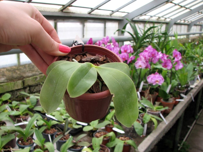 Phalaenopsis bellina 'blue'.JPG