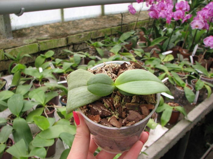 Phalaenopsis Auspice Knight 'Malayan'.JPG
