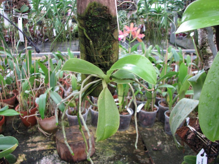 Phalaenopsis lueddemanniana.JPG