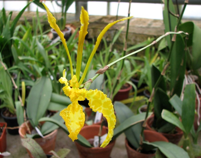 Psychopsis Mariposa alba.JPG