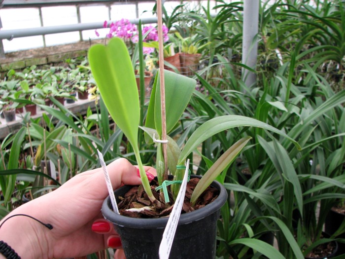 Cattleya schroderae 'Newberry' x '#2'.JPG