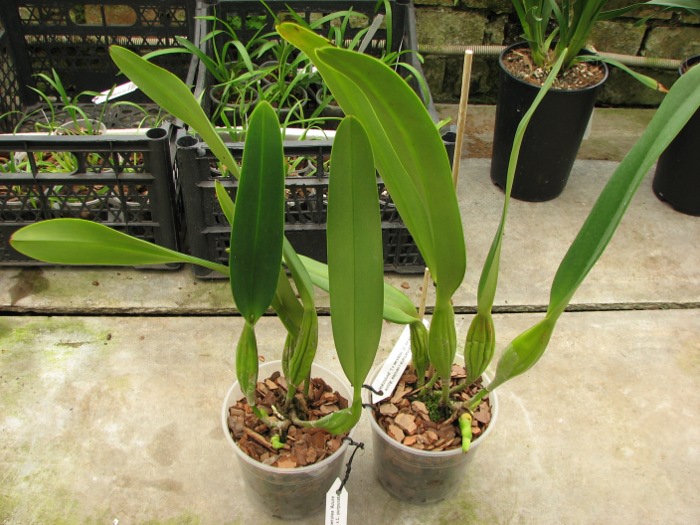 Laeliocattleya Canhamiana coerulea 'Azure Skies' (C. mossiae x L. purpurata).JPG