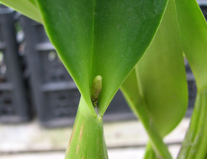 Laeliocattleya Canhamiana coerulea 'Azure Skies' (C. mossiae x L. purpurata).JPG