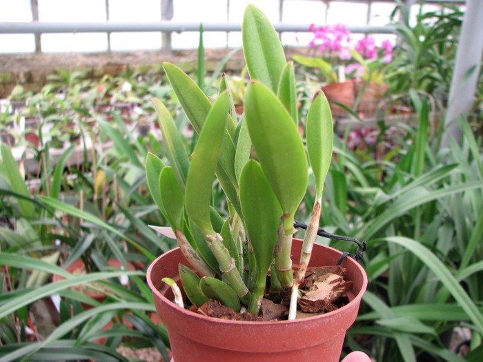 Cattleya elongata x Cattleya elongata.JPG