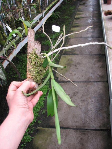Dendrobium anosmum.jpg