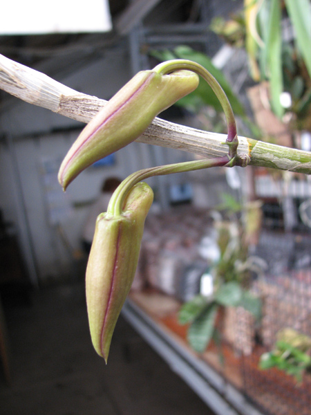Dendrobium anosmum.jpg