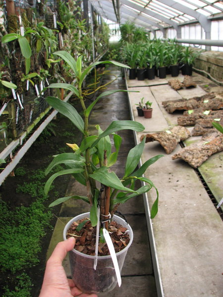 Dendrobium Dawn Marie.jpg
