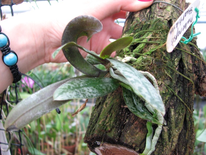 Phalaenopsis stuartiana.JPG