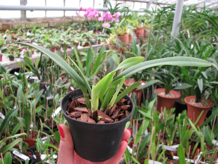 Cattleya maxima semi-alba 'La Pedrena' x self.JPG