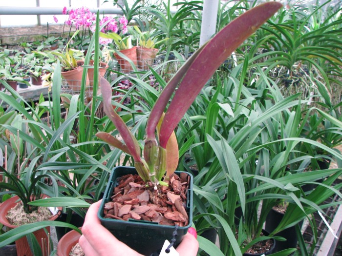 Cattleya rex var. Ayacucho.JPG