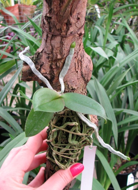 Phalaenopsis Mini Mark.JPG