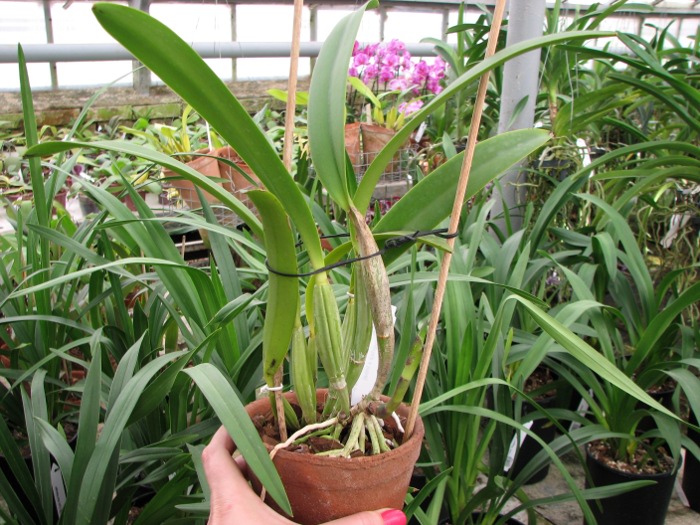 Cattleya lueddemaniana (color overlap x Irina).JPG