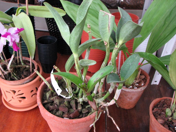 Cattleya Green Emerald 'Stack'.JPG
