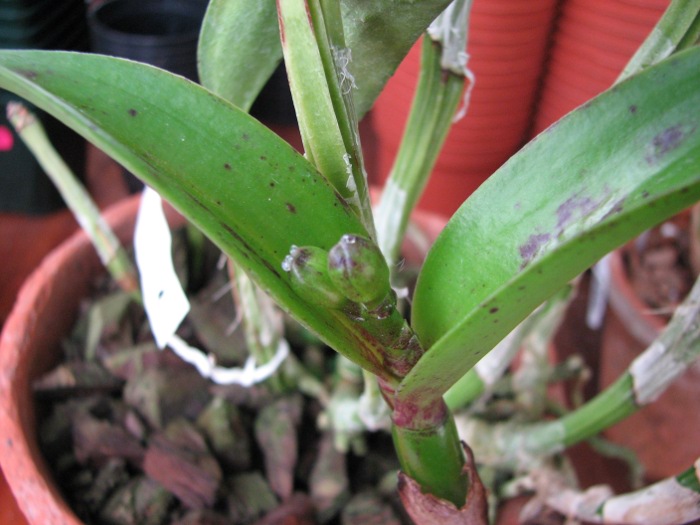 Cattleya Green Emerald 'Stack'.JPG