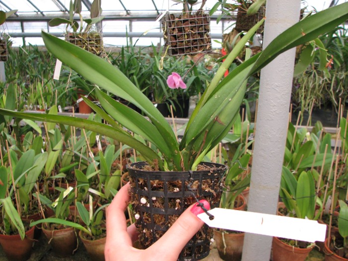 Rodriguezia lanceolata.JPG
