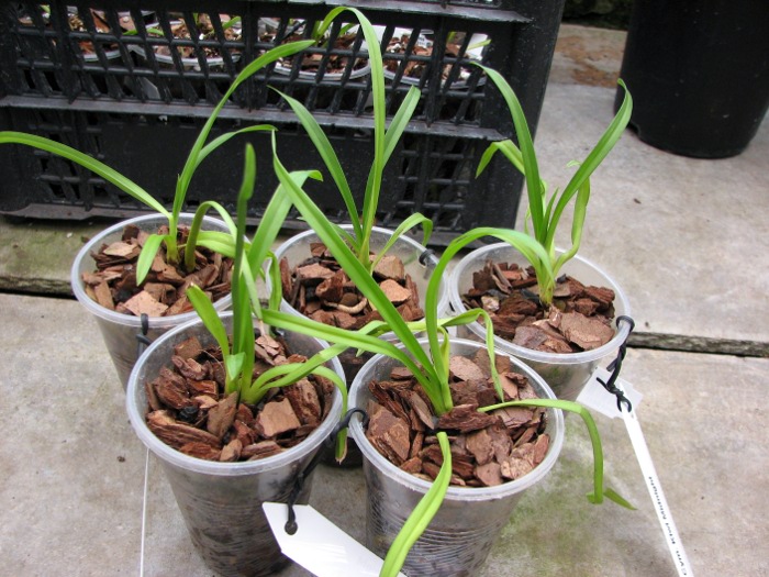 Cymbidium Kiwi Midnight.JPG