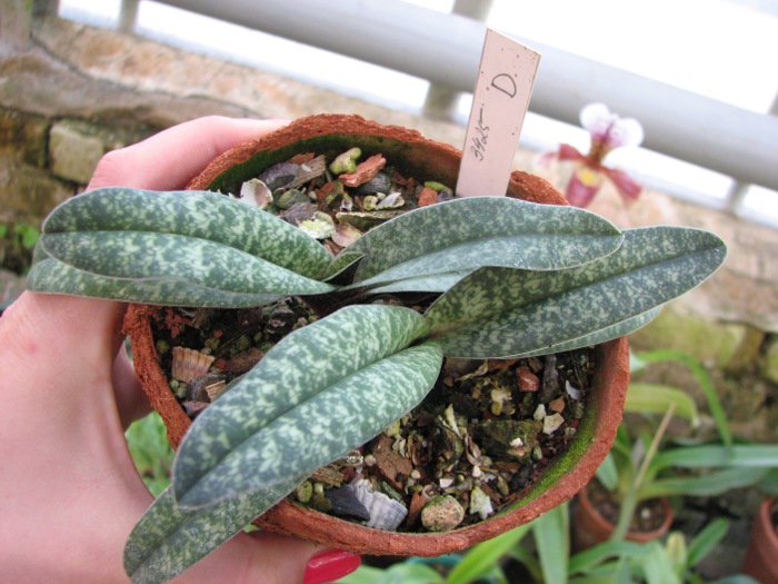 Paphiopedilum armeniacum x Paphiopedilum concolor 'Daya'.JPG