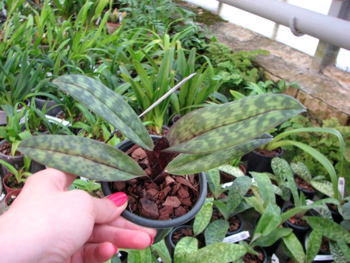 Paphiopedilum Hsinying Macasar x Hsinying Web.JPG