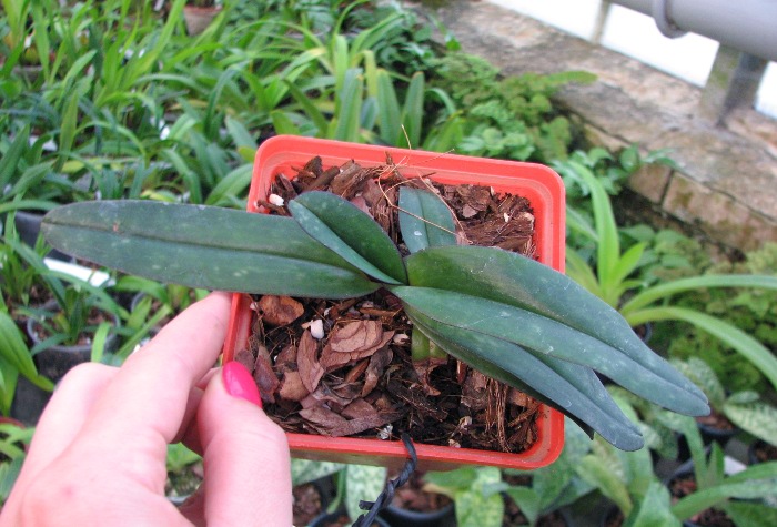 Paphiopedilum leucochilum.JPG
