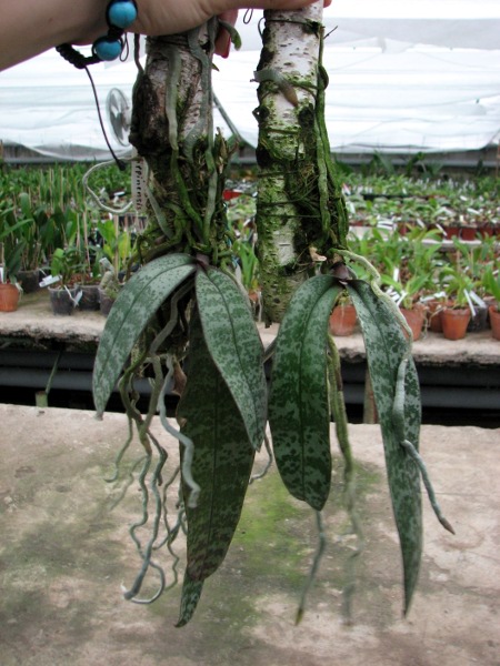 Phalaenopsis philippinensis.JPG