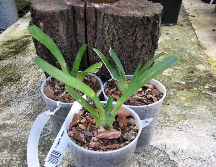 Angraecum magdalenae.JPG