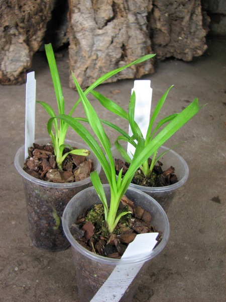 Cymbidium Isle 'Flamingo Three Lips'.JPG