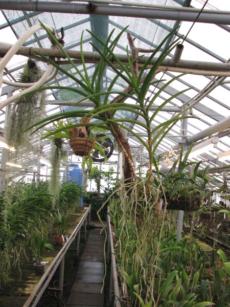 Vanda Merv L Velthuis x Vanda Charles Goodfellow.JPG