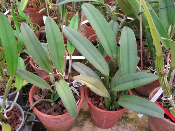 Cattleya maxima.JPG