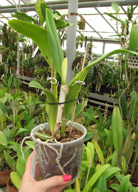 Cattleya trianae escura 'Jean Groben' (11-8) x Cattleya trianae 'Mariposa' (14-8).JPG