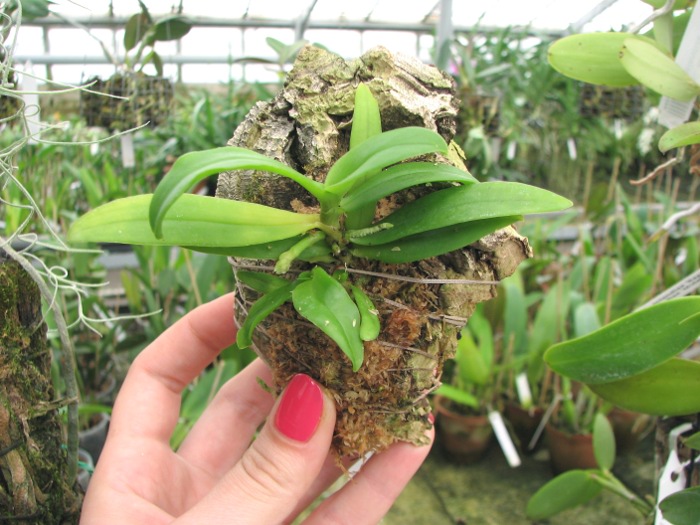 Gastrochilus japonicus.JPG