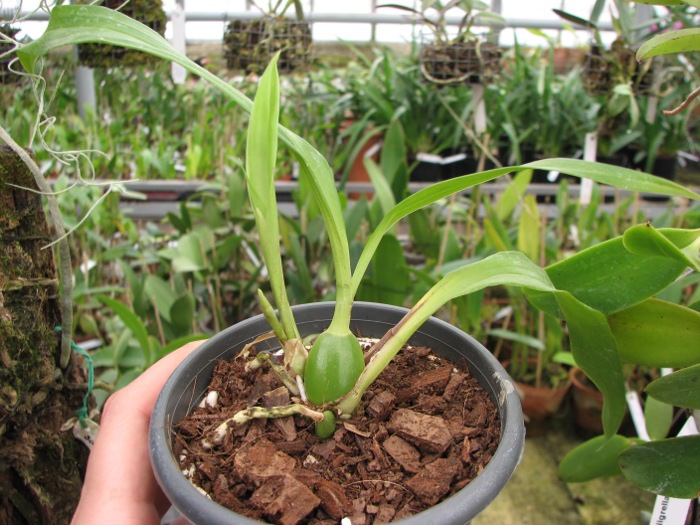 Zygonisia Cynosure 'Blue Water Sailing'.JPG