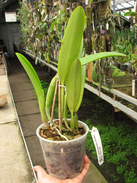Cattleya lueddemanniana concolor (clara) x self.jpg