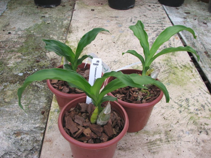 Catasetum pileatum 'Jumbo Green Gold'.JPG