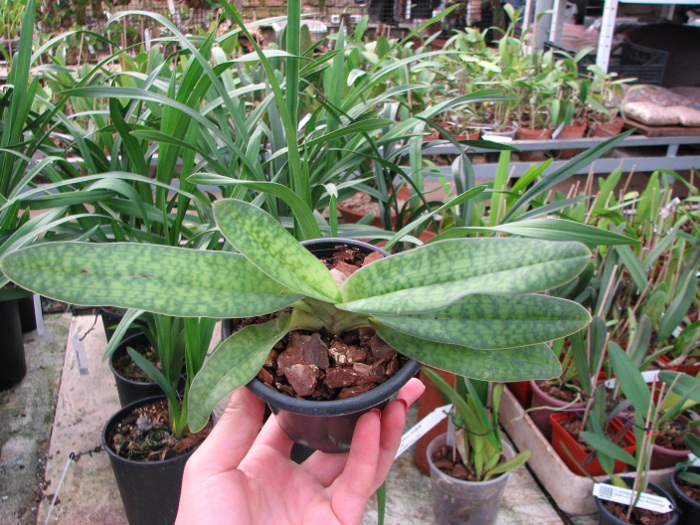 Paphiopedilum hangianum x Paphiopedilum niveum 'Huge'.JPG