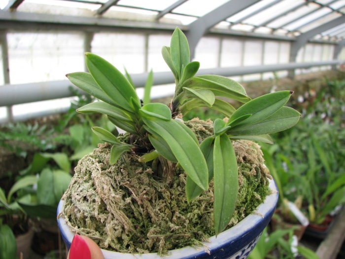 Neofinetia falcata Yodonomatsu.JPG