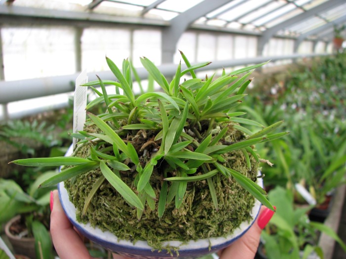 Neofinetia falcata Awaharibeni.JPG