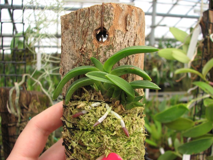 Neofinetia falcata Suikaden.JPG
