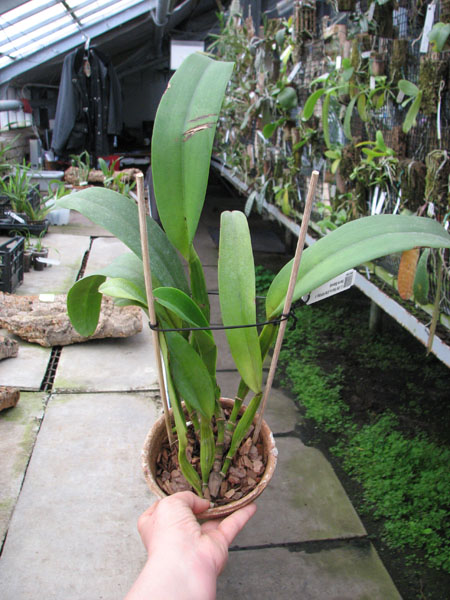 Cattleya Old Sierra (Old Whitey x Sierra Blanca).jpg