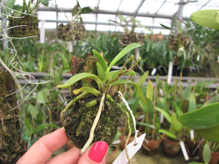 Neofinetia falcata 'Hoshi Guruma'.JPG