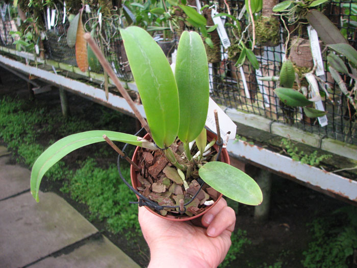 Cattleya maxima (Z-521) x Cattleya maxima rubra (Z-456).jpg
