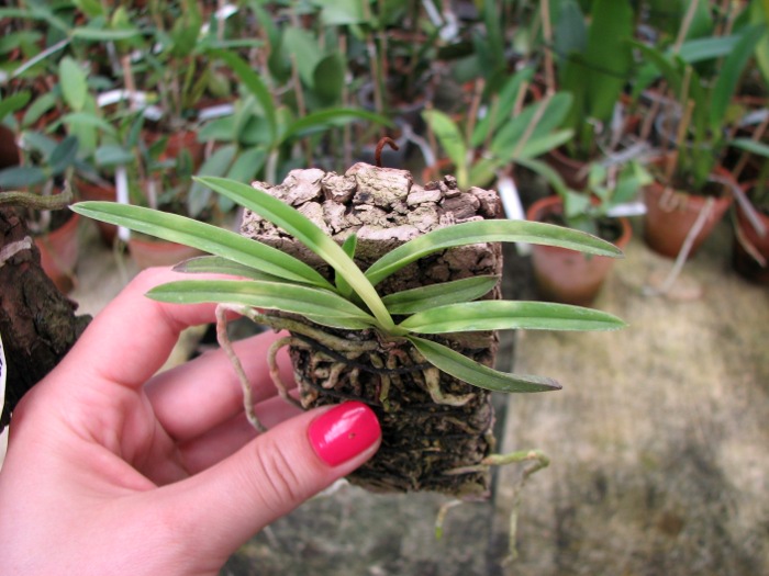 Neofinetia falcata Kisyu Sekko.JPG