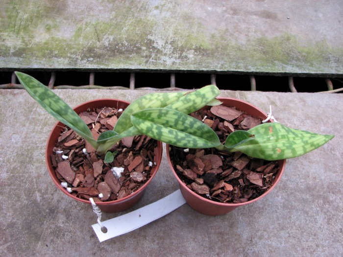 Paphiopedilum hainanense.JPG