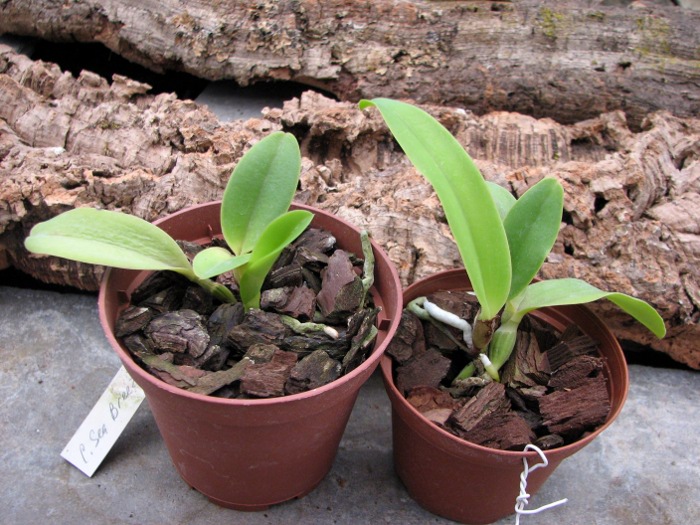 Cattleya Sea Breeze 'Fellraths Pride'.JPG