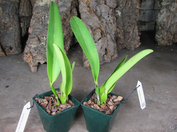 Cattleya rex var. Moyobamba.JPG